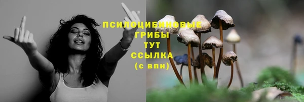 стафф Алексин